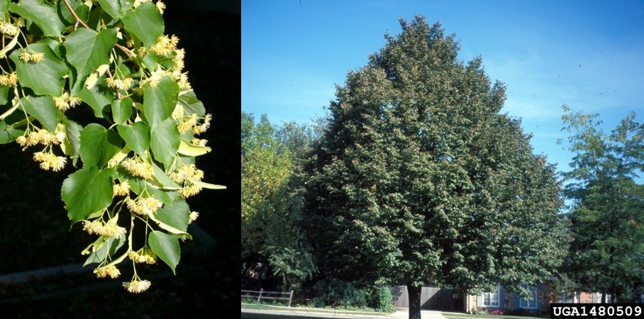 Little leaf linden flowers and tree